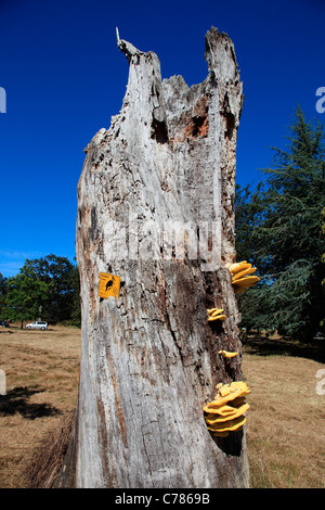 Tierwelt-Baum. Für Nahrung, Obdach und Verschachtelung gespeichert Stockfoto