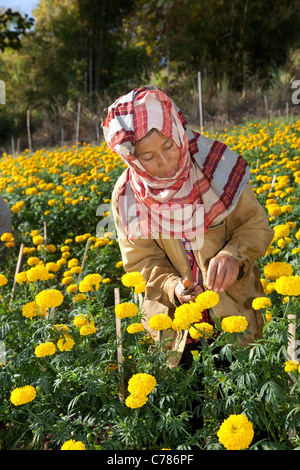 Portrait von asiatische Frau Kommissionierung Chrysantheme, mamas oder chrysanths Blüten, gelben Blüten, Blütenblätter & Kulturen, Chiang Mai, Nord Thailand, Asien Stockfoto