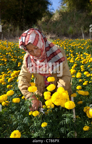 Portrait von asiatische Frau Kommissionierung Chrysantheme, mamas oder chrysanths Blüten, gelben Blüten, Blütenblätter & Kulturen, Chiang Mai, Nord Thailand, Asien Stockfoto