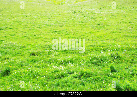 Grasgrün Textur aus einem Feld Stockfoto