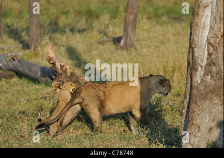 East African Lion - Massai-Löwe (Panthera Leo Nubica)-Cub versuchen, auf der Rückseite eine Löwin Maasai Mara zu klettern Stockfoto
