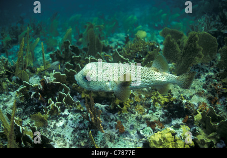 Spot-Fin Igelfischen - Stachelschwein Kugelfisch - schwarz gefleckten Igelfischen (Diodon Hystrix) schwimmen an einem Korallenriff Stockfoto