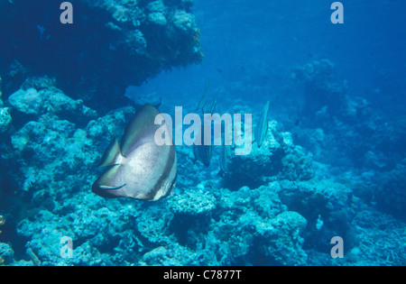 Altrosa Fledermausfischen - rotgesichtiger Fledermausfischen - weißen Fledermausfischen - gefiedert Fledermausfisch (Platax Pinnatus) an einem Korallenriff schwimmen Stockfoto