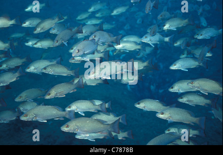 Schnapper grau - grau Snapper - Mangrove Snapper - Mango Schnapper (Lutjanus früh) Schule in Crystal River Stockfoto