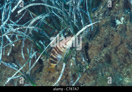 Bemalte Comber - beschrifteten Barsch (Serranus Scriba) auf der Unterseite Mittelmeer schwimmen Stockfoto