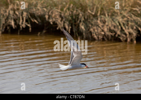 Weissbart Tern, Chlidonias hybridus Stockfoto