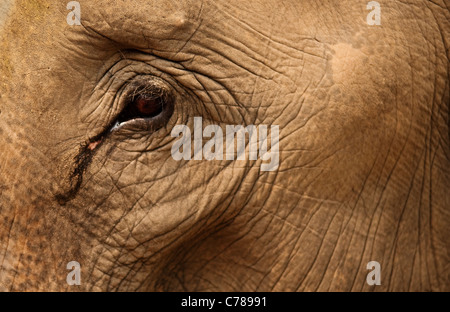 Nahaufnahme von Elefanten Auge und Haut in Patara Elefanten Farm; Chiang Mai, Thailand. Stockfoto