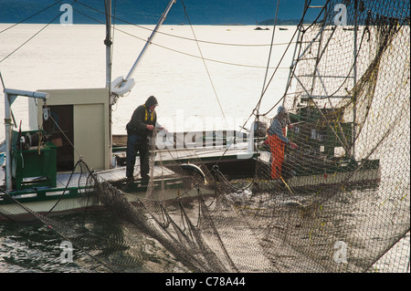 Reefnetters schleppen einen Fang von Lachs. Pazifischer Lachs Reefnet Angeln ist eine historische Pacific Northwest Lachsfischen Methode. Stockfoto