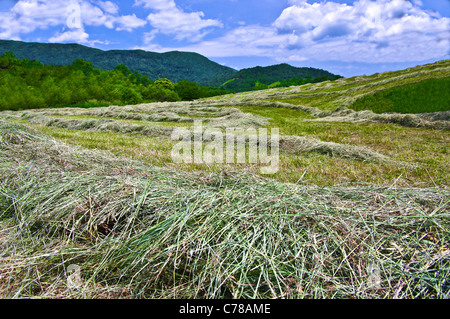 Neue gemähtem Heu: Reihen von gemähtem Heu folgen den Konturen der Hügel im östlichen Tennessee. Stockfoto