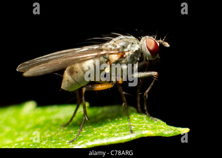 Ein Makrofoto einer Fliege auf einem leuchtenden grünen Blatt. Die Fliege hat einen metallisch grauen Körper, durchscheinende Flügel und auffällige rote Augen. Feine Haare und Beindetails sind zusammen mit sichtbar Stockfoto