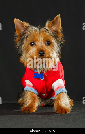 Ein kleiner Yorkshire-Terrier-Welpe sitzt auf einer dunklen Oberfläche vor einem soliden schwarzen Hintergrund. Der Hund trägt einen hellroten Strickpullover mit weiß-hellblau gestreiften Bündchen und einem blauen Stockfoto
