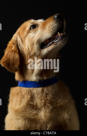 PROFILBILDNIS VON EINER ERWACHSENEN MÄNNLICHEN REINRASSIGE GOLDEN RETRIEVER Stockfoto