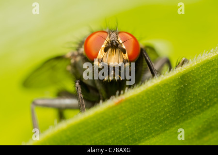 Männliche Gold Finch sitzt auf einem Ast und unscharf, Weiblich Stockfoto