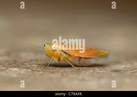 Orange Vielfalt der Heuschrecke die Unterordnung Caelifera in der Reihenfolge Orthoptera ca. 3 mm Länge konzentrieren sich auf das Auge geringe Tiefenschärfe Stockfoto