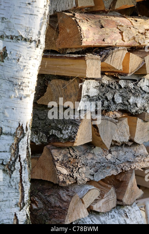 Birke Brennholz gestapelt neben Birke mit Morgensonne in einem Foto mit einer vertikalen Komposition beleuchtet. Stockfoto