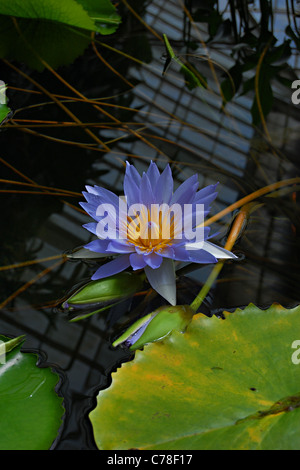 Amazon Lily, Conservatory of Flowers, Golden Gate Park, San Francisco, Kalifornien Stockfoto