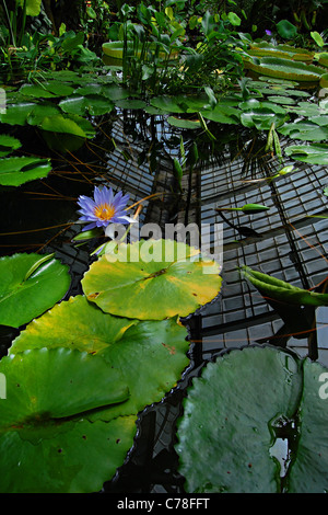 Amazon Lily Flower, Conservatory of Flowers, Golden Gate Park, San Francisco, Kalifornien Stockfoto