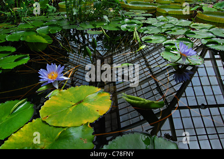 Amazon Lily Flower, Conservatory of Flowers, Golden Gate Park, San Francisco, Kalifornien Stockfoto