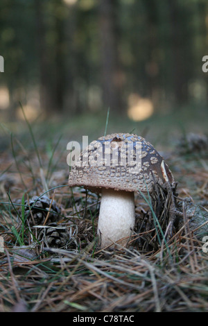 Das Rouge (Amanita Rubescens) wächst in Nadelbaum Wald, Bracknell, Berkshire. Stockfoto