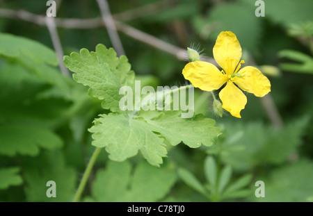 Größere Schöllkraut Chelidonium Majus in Oxfordshire Hecke, Mitte Mai blühen Stockfoto