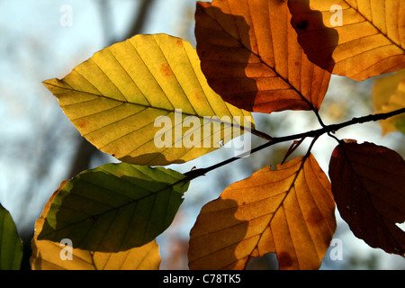 Buche Blätter in Herbstfärbung, Bowdown Woods, Berkshire, UK. Stockfoto