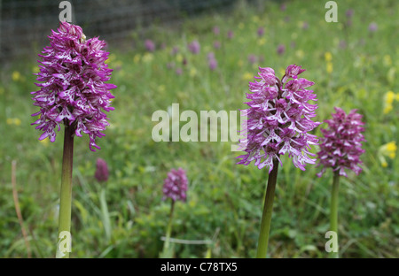 Affe / Lady Orchidee Hybriden (Orchis Simia X purpurea) wächst in der Kreide Downland SSSI Natur reserve in der Nähe von Göring, Oxfordshire. Stockfoto