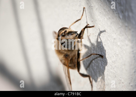 Fliegen Sie an der Wand. Europäische Hoverfly, auch bekannt als die Drohne fliegen (Eristalis Tenax). Stockfoto