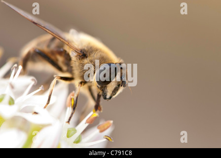Europäische Hoverfly, auch bekannt als die Drohne fliegen oder Eristalis Tenax, auf eine weiße Blume. Stockfoto