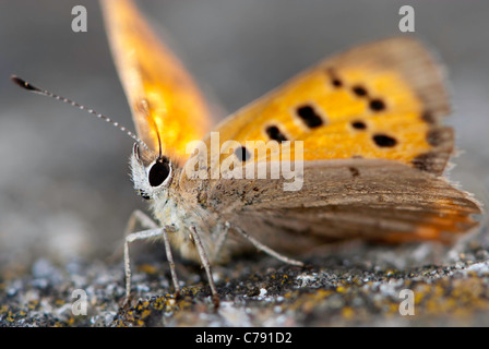 Nahaufnahme eines kleinen Schmetterlings Kupfer, Lycaena Phlaeas. Stockfoto