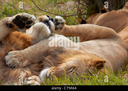 Stolz der Löwen ruhen. Natal Lion Park, in der Nähe von Pietermaritzburg, KwaZulu-Natal, Südafrika Stockfoto