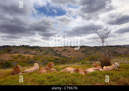 Stolz der Löwen ruhen. Natal Lion Park, in der Nähe von Pietermaritzburg, KwaZulu-Natal, Südafrika. Stockfoto