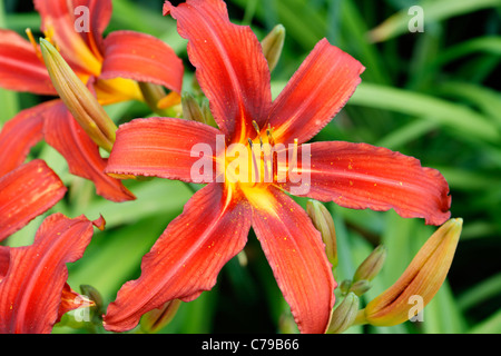 Tag Lily in Bloom (Hemerocallis) in einem Garten im Juni. Stockfoto