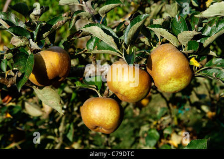 Rotbraun Äpfel (Reinette Grise du Canada) auf Baum im Garten ((Suzanne's Garden, Le Pas, Mayenne, Pays de la Loire, Frankreich). Stockfoto