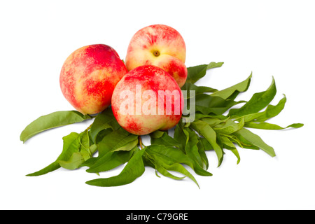 Nektarine Früchten isoliert auf weißem Hintergrund Stockfoto