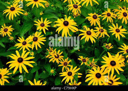 Black Eyed Susan es im Garten. Stockfoto