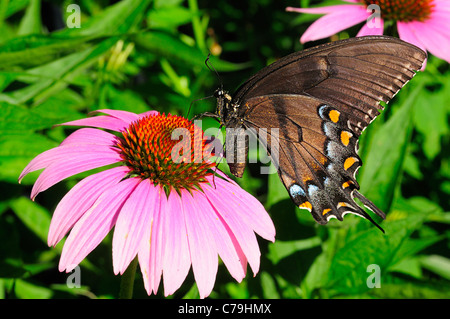 Weibliche östliche Tiger Schwalbenschwanz Schmetterling auf Blume lila Kegel. Stockfoto