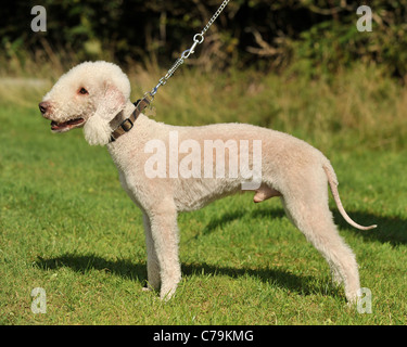 Bedlington Terrier Hund Stockfoto