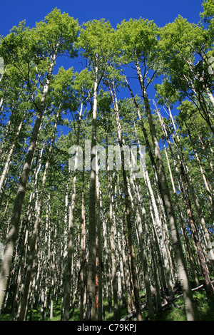 vertikales Bild nach oben in Richtung zur Oberseite einer aspen Grove im Frühling mit frischen grünen Blättern Stockfoto