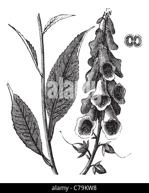 Lila Fingerhut oder Digitalis Purpurea, Vintage-Gravur. Alten graviert Abbildung einer lila Fingerhut Pflanze Blumen zeigen. Stockfoto