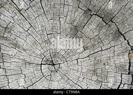 Jahresringe und radiale Risse am Ende eines grauen gesägte Log-Ende Stockfoto