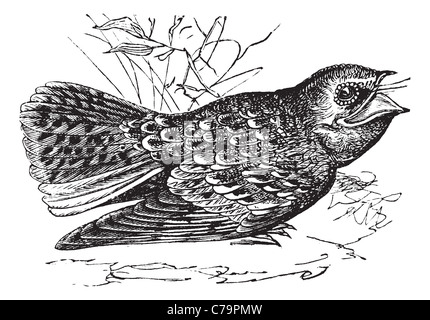 Chuck-will's-Widow oder Caprimulgus Carolinensis, Vintage-Gravur. Alten graviert Illustration eines Chuck-will's-widow. Stockfoto