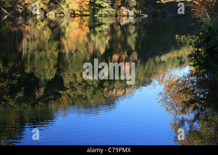 Reflexion der frühen Herbst Bäume in einem See mit kreisförmigen Wellen Stockfoto
