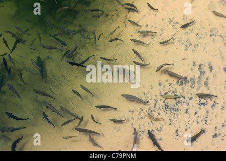 Regenbogenforelle im Waschbecken Canyon Aufstieg, Wyoming Stockfoto