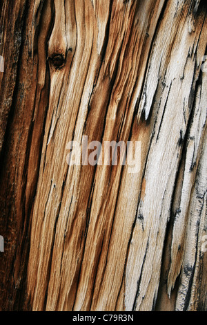 zersplitterte grau Holz Hintergrund aus Kiefer Stamm Stockfoto