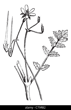 Gemeinsamen Stork es-Bill, Vintage-Gravur. Alten graviert Abbildung einer gemeinsamen Stork es-Rechnung zeigt lange Samenkapsel (oben links). Stockfoto