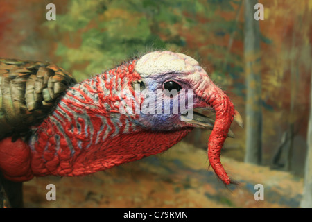 männliche Tom Türkei (Meleagris Gallopavo) Kopf zeigen Färbung und Vorfach Stockfoto