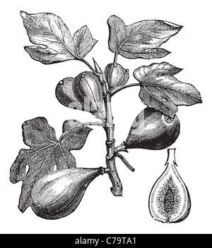 Gemeinsamen Fig oder Ficus Carica, Vintage-Gravur. Alten gravierte Darstellung der gemeinsamen Abb. zeigt Früchte. Stockfoto