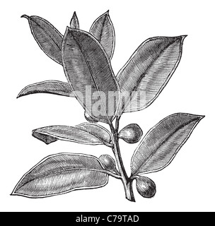 Gummibaum oder Kautschuk Fig oder Rubber Bush oder Indian Rubber Bush Ficus Elastica, Vintage-Gravur. Stockfoto