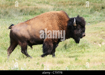 Bison oder amerikanische Büffel (Bison Bison) zu Fuß in einem Prärie Stockfoto