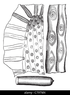 Stigmaria, Vintage Gravur. Alten graviert Illustration der Stigmaria, einer ausgestorbenen primitive Verzweigung Baumwurzel. Stockfoto